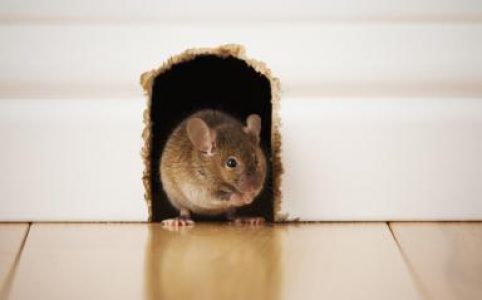 Tự chế thuốc diệt chuột từ các nguyên liệu sẵn có trong bếp